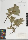 Foto von Salix lanata L.